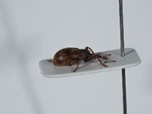  ( - ABOL-BioBlitz 2019 NB_0573)  @11 [ ] CC-BY-SA (2021) Schoder Sabine Naturhistorisches Museum Wien