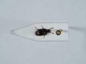  ( - ABOL-BioBlitz 2019 NB_0586)  @11 [ ] CC-BY-SA (2021) Schoder Sabine Naturhistorisches Museum Wien