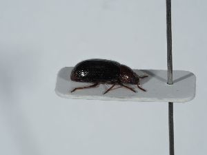  ( - ABOL-BioBlitz 2019 NB_0590)  @11 [ ] CC-BY-SA (2021) Schoder Sabine Naturhistorisches Museum Wien