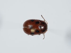  (Gonioctena fornicata - ABOL-BioBlitz 2019 NB_0597)  @11 [ ] CC-BY-SA (2021) Schoder Sabine Naturhistorisches Museum Wien
