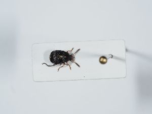  ( - ABOL-BioBlitz 2019 PB_0219)  @11 [ ] CC-BY-SA (2021) Schoder Sabine Naturhistorisches Museum Wien