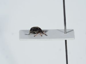  ( - ABOL-BioBlitz 2019 PB_0219)  @11 [ ] CC-BY-SA (2021) Schoder Sabine Naturhistorisches Museum Wien