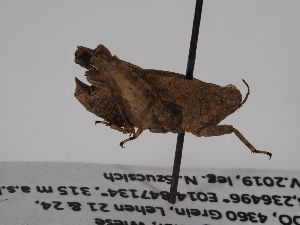  ( - ABOL-BioBlitz 2019 Szucsich-0024)  @11 [ ] CC NCBYSA (2020) Sabine Schoder Naturhistorisches Museum Wien