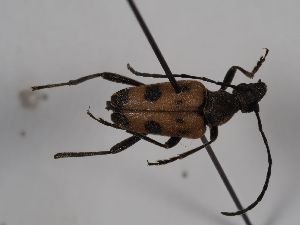  ( - ABOL-BioBlitz 2019 Szucsich-0029)  @11 [ ] CC NCBYSA (2020) Sabine Schoder Naturhistorisches Museum Wien