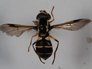  ( - ABOL-BioBlitz 2019 Szucsich-0057)  @11 [ ] CC NCBYSA (2020) Sabine Schoder Naturhistorisches Museum Wien