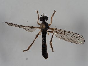  ( - ABOL-BioBlitz 2019 Szucsich-0065)  @11 [ ] CC NCBYSA (2020) Sabine Schoder Naturhistorisches Museum Wien