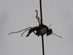  ( - ABOL-BioBlitz 2019 Szucsich-0083)  @11 [ ] CC NCBYSA (2020) Sabine Schoder Naturhistorisches Museum Wien