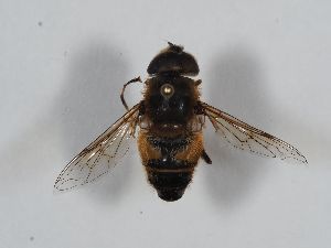  ( - ABOL-BioBlitz 2019 Szucsich-0098)  @11 [ ] CC NCBYSA (2020) Sabine Schoder Naturhistorisches Museum Wien