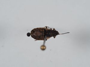  ( - ABOL-BioBlitz 2019 Szucsich-0124)  @11 [ ] CC NCBYSA (2020) Sabine Schoder Naturhistorisches Museum Wien