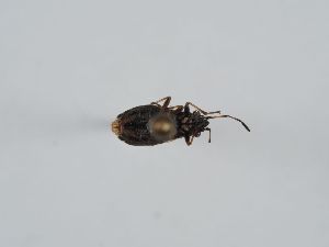  ( - ABOL-BioBlitz 2019 Szucsich-0125)  @11 [ ] CC NCBYSA (2020) Sabine Schoder Naturhistorisches Museum Wien