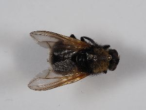 ( - ABOL-BioBlitz 2019 Szucsich-0130)  @11 [ ] CC NCBYSA (2020) Sabine Schoder Naturhistorisches Museum Wien