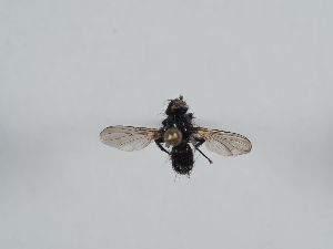  ( - ABOL-BioBlitz 2019 Szucsich-0231)  @11 [ ] CC NCBYSA (2020) Sabine Schoder Naturhistorisches Museum Wien