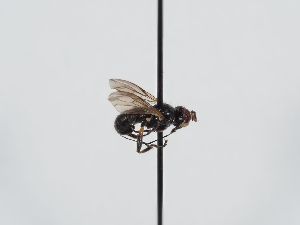 ( - ABOL-BioBlitz 2019 Szucsich-0287)  @11 [ ] CC NCBYSA (2020) Sabine Schoder Naturhistorisches Museum Wien