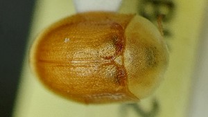  (Cassida margaritacea - ABOL-BioBlitz22-0776)  @11 [ ] CC BY SA (2023) Glatzhofer private collection