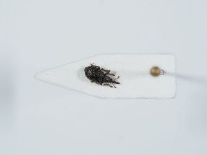  ( - ABOL-BioBlitz 2019 19_1627)  @11 [ ] CC-BY-SA (2021) Schoder Sabine Naturhistorisches Museum Wien