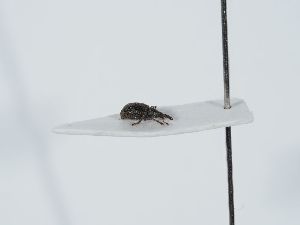  ( - ABOL-BioBlitz 2019 19_1627)  @11 [ ] CC-BY-SA (2021) Schoder Sabine Naturhistorisches Museum Wien