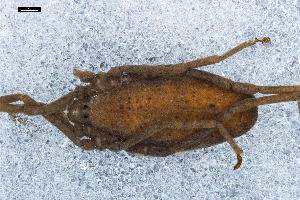  ( - ABOL-24-0006)  @11 [ ] CC-BY (2024) Naturhistorisches Museum Wien Naturhistorisches Museum Wien