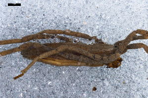  ( - ABOL-24-0006)  @11 [ ] CC-BY (2024) Naturhistorisches Museum Wien Naturhistorisches Museum Wien