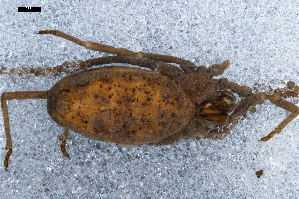  ( - ABOL-24-0006)  @11 [ ] CC-BY (2024) Naturhistorisches Museum Wien Naturhistorisches Museum Wien