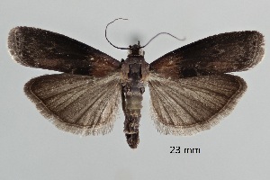  ( - ABOL-25-0855)  @11 [ ] Unspecified (default): All Rights Reserved (2025) Stefan Kirchweger Unspecified