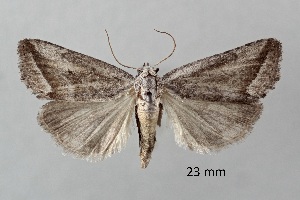  ( - ABOL-25-0841)  @11 [ ] Unspecified (default): All Rights Reserved (2025) Stefan Kirchweger Unspecified