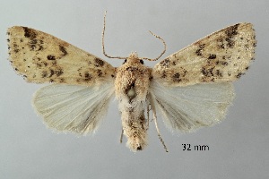  ( - ABOL-25-0835)  @11 [ ] Unspecified (default): All Rights Reserved (2025) Stefan Kirchweger Unspecified