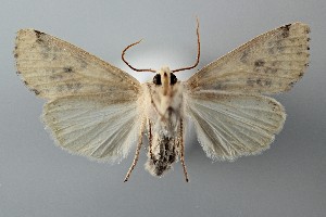  ( - ABOL-25-0835)  @11 [ ] Unspecified (default): All Rights Reserved (2025) Stefan Kirchweger Unspecified