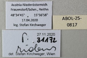  ( - ABOL-25-0817)  @11 [ ] Unspecified (default): All Rights Reserved (2025) Stefan Kirchweger Unspecified