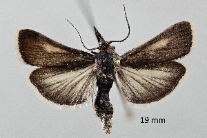  ( - ABOL-25-0849)  @11 [ ] Unspecified (default): All Rights Reserved (2025) Stefan Kirchweger Unspecified