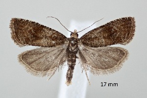  ( - ABOL-25-0896)  @11 [ ] Unspecified (default): All Rights Reserved (2025) Stefan Kirchweger Unspecified