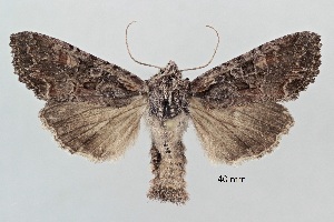  ( - ABOL-25-0839)  @11 [ ] Unspecified (default): All Rights Reserved (2025) Stefan Kirchweger Unspecified