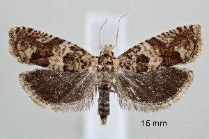  ( - ABOL-25-0873)  @11 [ ] Unspecified (default): All Rights Reserved (2025) Stefan Kirchweger Unspecified