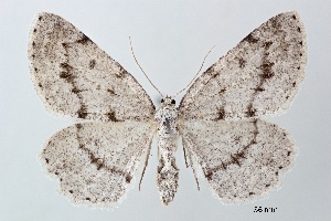  ( - ABOL-25-0822)  @11 [ ] Unspecified (default): All Rights Reserved (2025) Stefan Kirchweger Unspecified