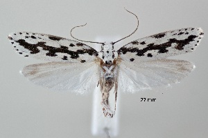  ( - ABOL-25-0889)  @11 [ ] Unspecified (default): All Rights Reserved (2025) Stefan Kirchweger Unspecified