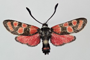  ( - ABOL-25-0882)  @11 [ ] Unspecified (default): All Rights Reserved (2025) Stefan Kirchweger Unspecified