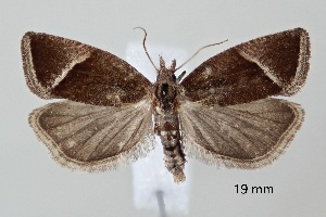  ( - ABOL-25-0876)  @11 [ ] Unspecified (default): All Rights Reserved (2025) Stefan Kirchweger Unspecified