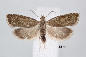  (Dichrorampha senectana - ABOL-25-0865)  @11 [ ] Unspecified (default): All Rights Reserved (2025) Stefan Kirchweger Unspecified