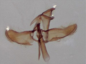  ( - ABOL-25-0858)  @11 [ ] Unspecified (default): All Rights Reserved (2025) Stefan Kirchweger Unspecified