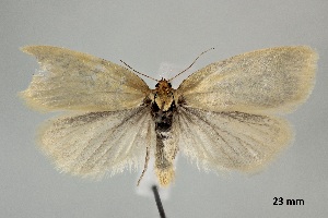  ( - ABOL-25-0877)  @11 [ ] Unspecified (default): All Rights Reserved (2025) Stefan Kirchweger Unspecified