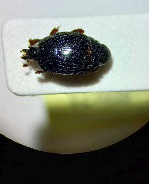  (Atholus corvinus - ABOL-BioBlitz21-0418)  @11 [ ] CC BY-SA (2021) Rabl, Dominik Unspecified