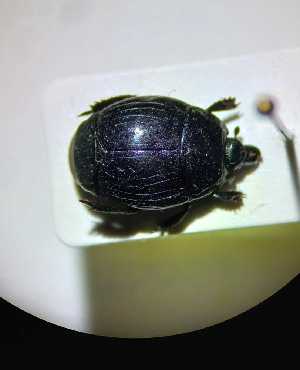  (Margarinotus merdarius - ABOL-BioBlitz21-0419)  @11 [ ] CC BY-SA (2021) Rabl, Dominik Unspecified