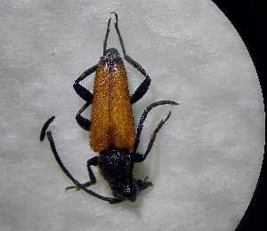  ( - ABOL-BioBlitz22-0945)  @11 [ ] CC-BY-SA (2023) Unspecified private