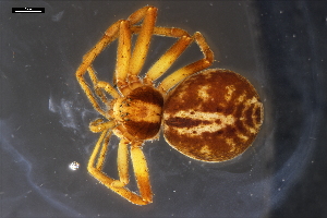  (Philodromus aureus_complex - 23-0589)  @11 [ ] CC-BY (2024) Naturhistorisches Museum Wien Unspecified