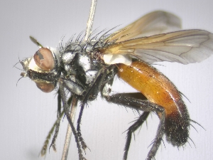  ( - ABOL-25-0728)  @11 [ ] CC-BY (2025) Gerhard Schlüsslmayr Unspecified