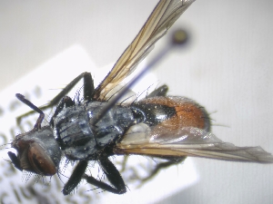  ( - ABOL-25-0728)  @11 [ ] CC-BY (2025) Gerhard Schlüsslmayr Unspecified