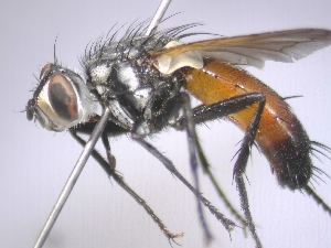  ( - ABOL-25-0729)  @11 [ ] CC-BY (2025) Gerhard Schlüsslmayr Unspecified