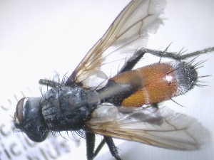  ( - ABOL-25-0729)  @11 [ ] CC-BY (2025) Gerhard Schlüsslmayr Unspecified