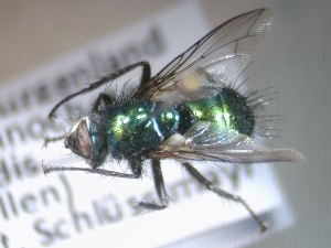  ( - ABOL-25-0778)  @11 [ ] CC-BY (2025) Gerhard Schl&uuml;sslmayr Unspecified