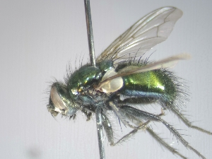  ( - ABOL-25-0779)  @11 [ ] CC-BY (2025) Gerhard Schl&uuml;sslmayr Unspecified