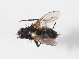  (Eggisops - ABOL-24-0288)  @11 [ ] CC-BY (2024) Gerhard Schlüsslmayr Unspecified